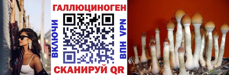 Псилоцибиновые грибы Psilocybine cubensis  Сенгилей 